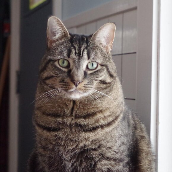 Meet your Posher, Brandi - Picture 1 of 1